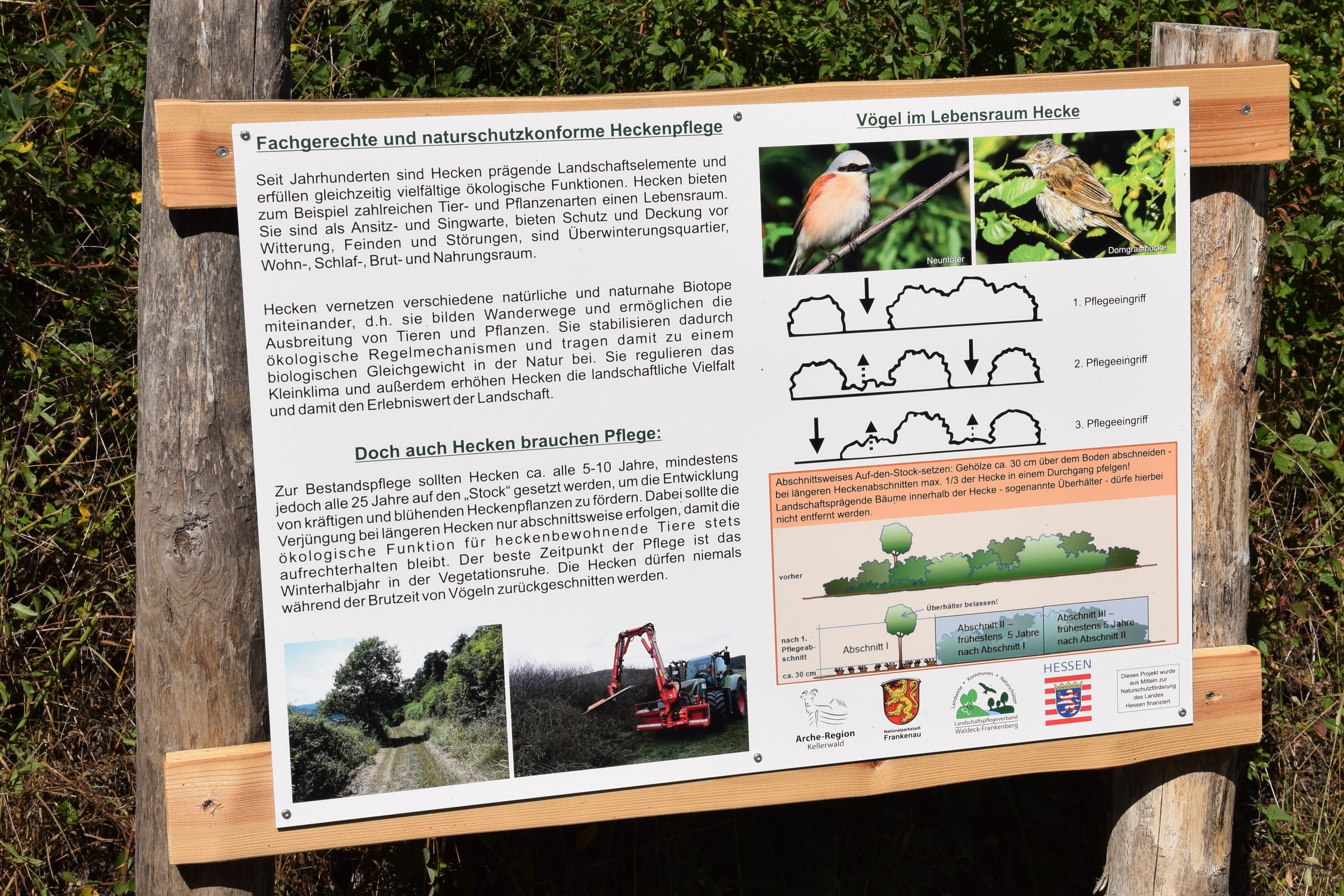 Infotafel fachgerechte Heckenpflege