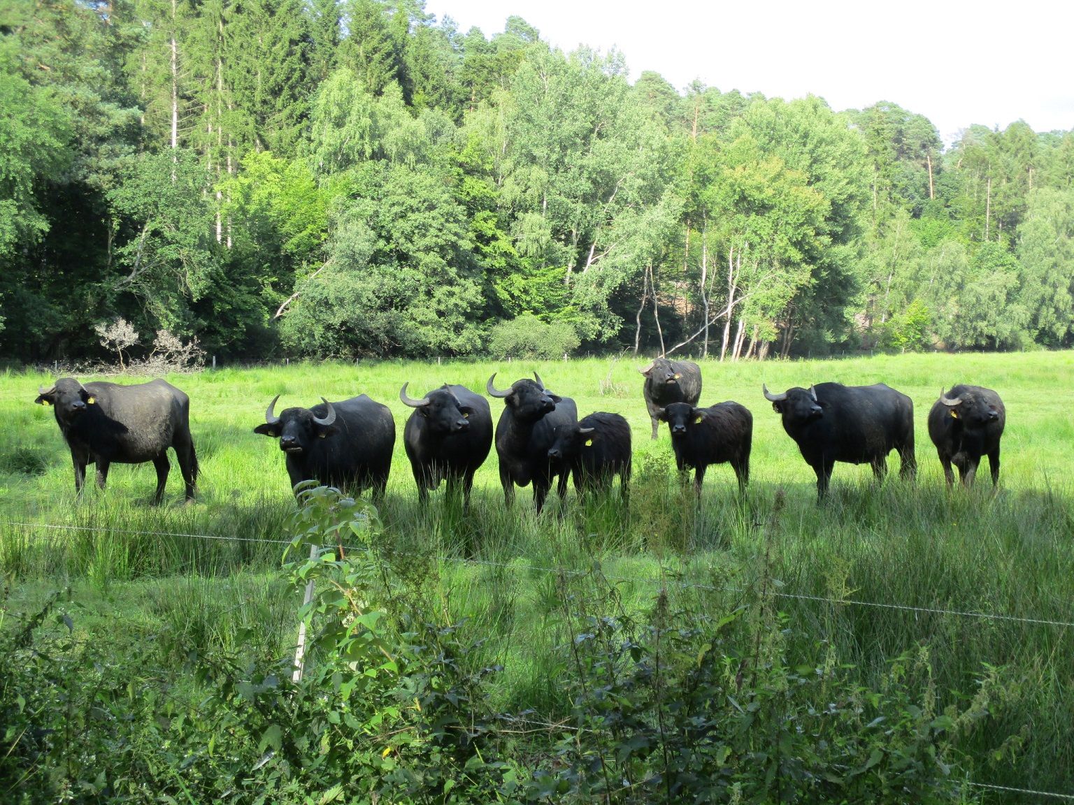Wasserbüffel der Familie Kahler. Foto Landschaftspflegeverband